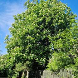 Horse Chestnut candles in full bloom
