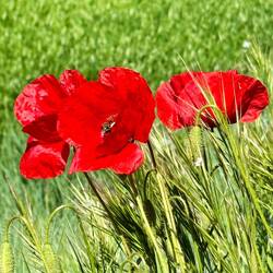 More poppies