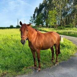 Grazing on the roadside with two other horses
