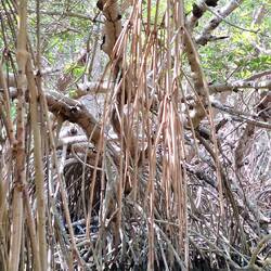 Die Mangrovenwälder mit ihren Luftwurzeln