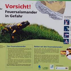 Heute haben wir keinen gesehen.