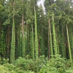 Efeu Bäume hatten wir bisher auch noch keine gesehen.