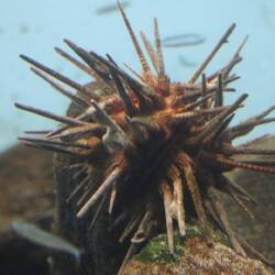 Aquarium Kagoshima