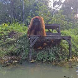 This is Boojang,looking to see what food we have for him