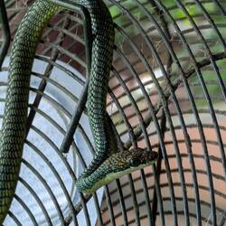 A snake on the fan near the breakfast table!🤣