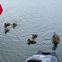Mama and her babies.