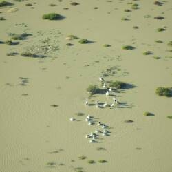 Pelicans on Lake Eyre