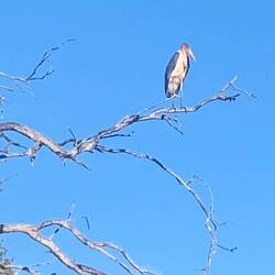Yellow Beaked Stork