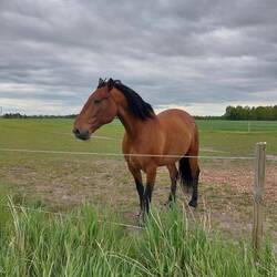 Een Deens paard