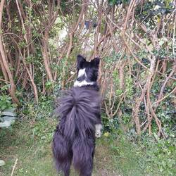 Achter de heg staat een Deense hond. (Geen dog)