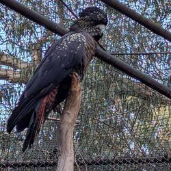 Rotschwanzschwarzpapgei. Selten.