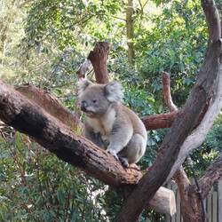 Koala, kletternd. Schläft gleich wieder.