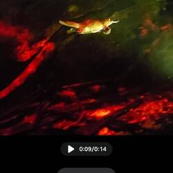 Schnabeltier. Hier als Screenshot vom Video. Im Becken zu schnell für Fotos.