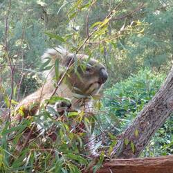 Koala, fressend. Schläft gleich wieder.