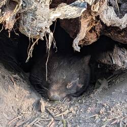 Wombat-Kopf., schlafend. Der Rest liegt irgendwo dahinter.