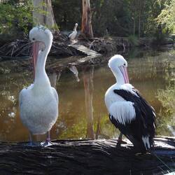 Pelikan. Von links und von rechts.