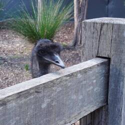 Emu mit Kopf, neugierig.
