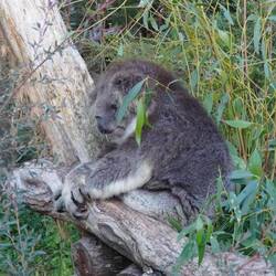 Koala, schlafend.