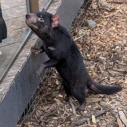 Tasmanischer Teufel, neugierig.