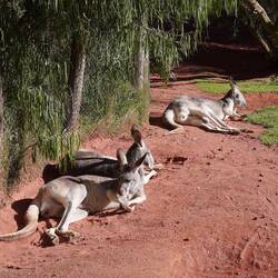 Kängurus, dösend.