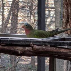 Princess Parrot. Noch seltener- der seltenste Vogel Australiens!