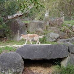 Dingo. Etwas zu schnell und deshalb unscharf.