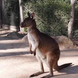 Känguru, stehtend. Hat sich dann dazu gelegt.