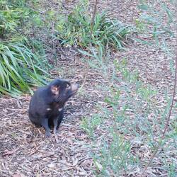 Tasmanischer Teufel, hungrig.