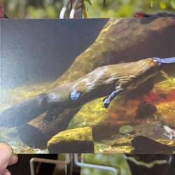 Schnabeltier. Hier als Postkarte. Im Becken zu schnell für Fotos.