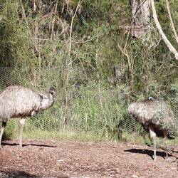 Emu, mit und ohne Kopf.