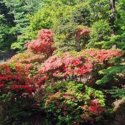 Rote Azaleen im Hotelgarten