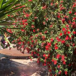 gelegentlich auch als Melaleuca citrina bezeichnet.