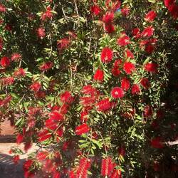 Die auf dem Foto abgebildete Pflanze ist ein Zylinderputzer, botanisch Callistemon citrinus,