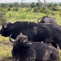 Afrikanische Büffel