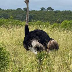 Afrikanischer Strauss