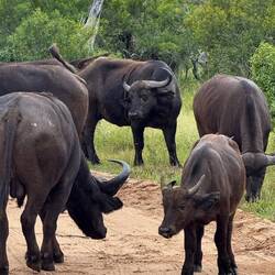 Afrikanische Büffel