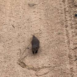 Südliche Zwergmanguste