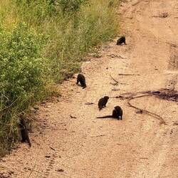 Südliche Zwergmangusten