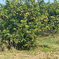 Hier vergammeln die Zitronen einfach am Baum: keiner pflückt sie...