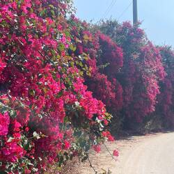 Die Bougainvillea gedeihen hier recht prächtig