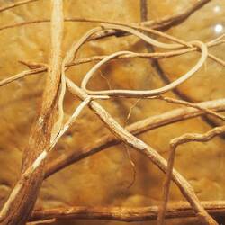 Suchbild - wo ist die Schlange?