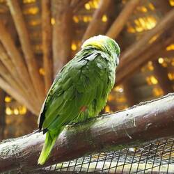 Gelbstirnamazone - wie mein Röbi