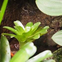 Wo ist der braune Frosch?