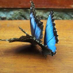 Wer rennt da hinter wem her????