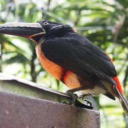 Alle Tiere im Waterfallgarden wurden aus miserablen Haltungen gerettet.