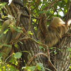 Faultiere bei Agi und Guido