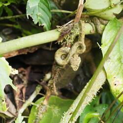 Die Schlange war winzig klein