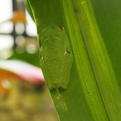 Wo ist der grüne Frosch?