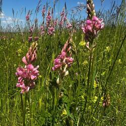 Common sainfoin