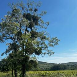 Misiltoe in lots of trees